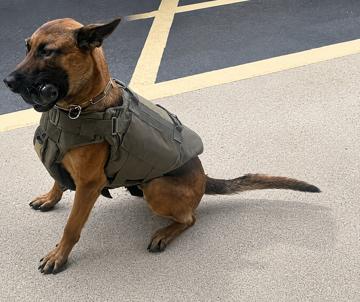 Bibb County Sheriff’s Office patrol dog wearing a protective vest